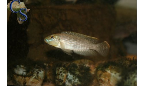 Lamprologus callipterus